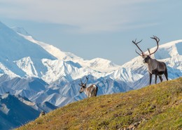 Viaje de lujo por Alaska