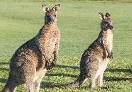 Canguro Australia