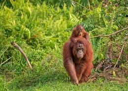 Orangutanes en Borneo