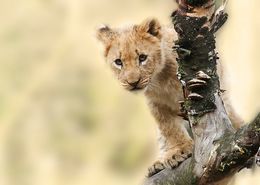 Leon en el Serengeti