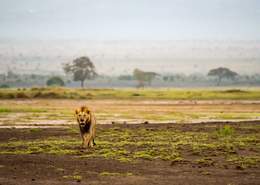 León en el safari