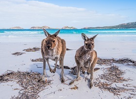 KANGAROO ISLAND