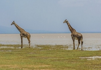 Una semana safari Tanganyika