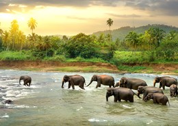 Circuito a Sri Lanka con Safari 2024