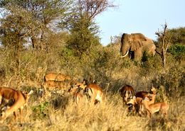 Safari en Sudáfrica