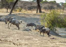 Cebras en el Serengeti