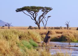 Parque Natural Tarangire