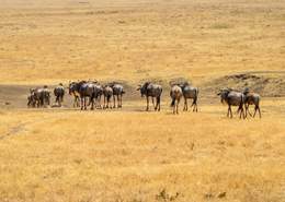 Fauna Tanzania