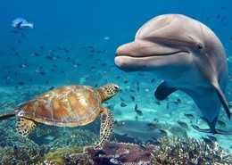 Snorkel en playas de Colombia