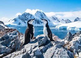 Georgias, Malvinas y Shetland