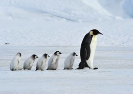 Pingüinos Emperador en Antártida